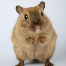 hamster-sm