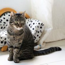tiger-cat-dalmatian-sm